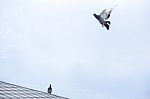 Pigeon Flies In The Blue Sky In A Sunny Day Stock Photo