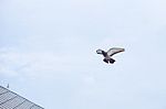 Pigeon Flies In The Blue Sky In A Sunny Day Stock Photo