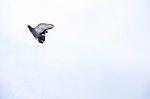 Pigeon Flies In The Blue Sky In A Sunny Day Stock Photo