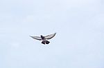 Pigeon Flies In The Blue Sky In A Sunny Day Stock Photo