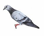 Pigeon Isolated On White Background Stock Photo