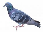 Pigeon Isolated On White Background Stock Photo