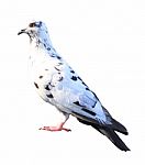 Pigeon Isolated On White Background Stock Photo