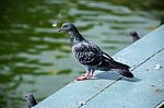 Pigeon On Bench Stock Photo