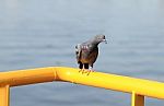 Pigeon Perching On Yellow Metal Bar Stock Photo