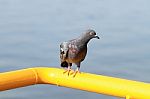 Pigeon Perching On Yellow Metal Bar Stock Photo