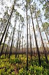 Pine Forest Stock Photo