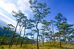 Pine Forest In Sunset Light Background. Landscape With Green Pin Stock Photo