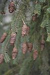 Pine Tree With Pine Cones Stock Photo