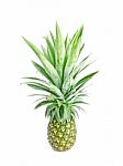 Pineapple Stock Photo