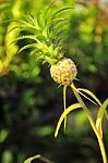 Pineapple Color Is Blossoming In The Garden Stock Photo