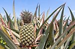 Pineapple Plant Stock Photo