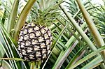 Pineapple Plant Stock Photo