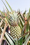 Pineapple Plantation<br />\r Stock Photo