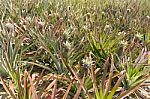 Pineapple Plantation<br />\r Stock Photo