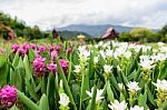 Pink And White Siam Tulip Flower (curcuma Alismatifolia) Blossom Stock Photo