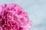 Pink Artificial Flower On White Background Stock Photo