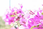 Pink Bougainvilleaflowers Stock Photo