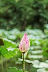 Pink Buds With Beautiful Stock Photo