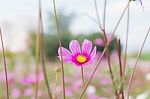 Pink Cosmos With Sunlight At Sky Stock Photo