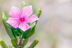 Pink Flower Stock Photo