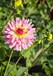 Pink Flower Stock Photo