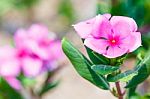 Pink Flower Stock Photo