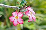 Pink Flower Stock Photo