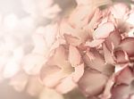 Pink Flower Background Stock Photo