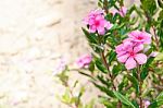 Pink Flower Closeup Detail Stock Photo