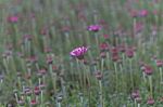 Pink Flower In Field Stock Photo