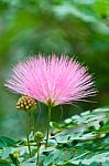 Pink Flower , Rain Tree Stock Photo