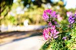 Pink Flower Selective Focus Blur Background Stock Photo