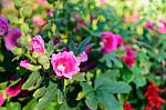 Pink Flower Selective Focus Blur Background Stock Photo