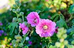 Pink Flower Selective Focus Blur Background Stock Photo