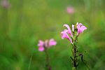 Pink Flowers Blooming In The Forest Stock Photo