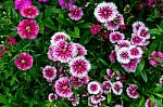 Pink Flowers With Green Leaves For Background Stock Photo