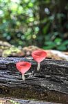 Pink Fungi Cup Stock Photo