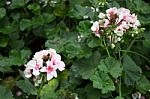 Pink Geranium Flower Blooming In The Garden Stock Photo