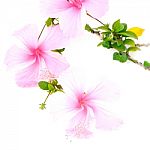 Pink Hibiscus Stock Photo