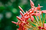 Pink Ixora With Bug Stock Photo