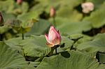 Pink Lotus Stock Photo