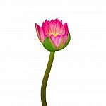 Pink Lotus Stock Photo