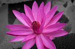 Pink Lotus Blossoms Blooming On Black And White Background Stock Photo