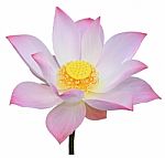 Pink Lotus Isolated On White Background Stock Photo