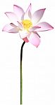 Pink Lotus Isolated On White Background Stock Photo