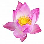 Pink Lotus Isolated On White Background With Clipping Path Stock Photo