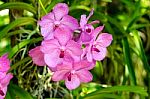 Pink Orchid Flower In The Garden Stock Photo