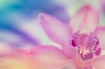 Pink Orchid In Soft Color And Blur Style For Background Stock Photo