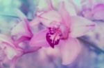 Pink Orchid In Soft Color And Blur Style For Background Stock Photo